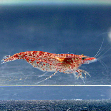 algae eater shrimp.jpg