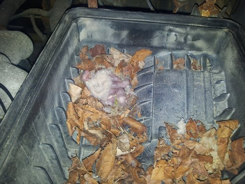 mice2.jpg