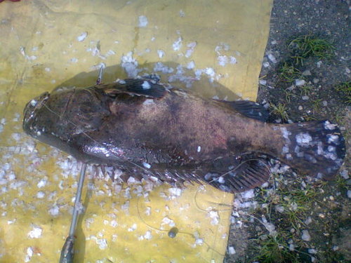 grouper.jpg