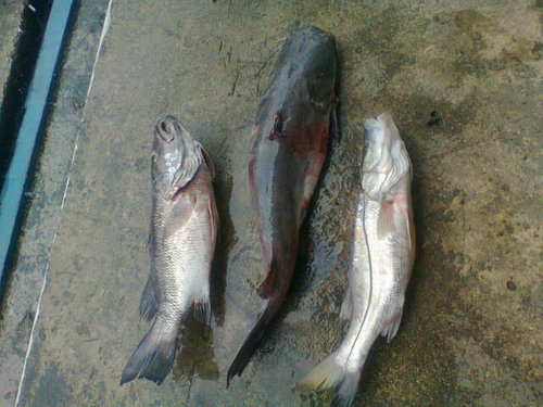 mangrove snapper, catfish & bochet.jpg