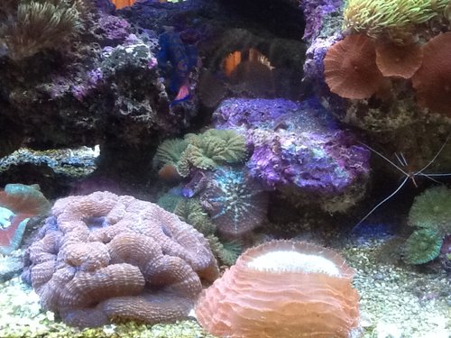 Corals.JPG