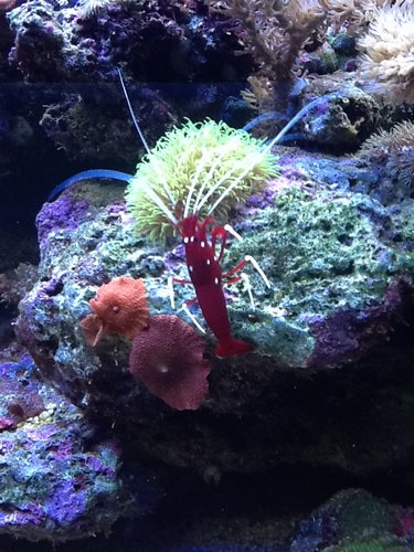 Fire shrimp.jpg