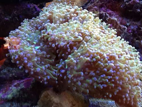Frogspawn.jpg