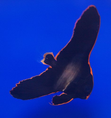 Batfish.jpg