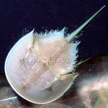 horseshoe crab.jpg