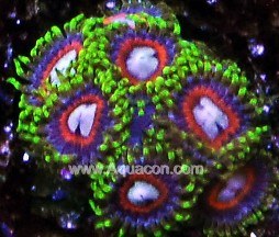 jawbreakerzoas100.jpg