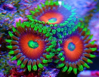 Zoos_ Eye_of_Jupiter.jpg
