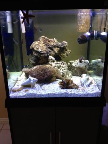 Fish Tank.JPG