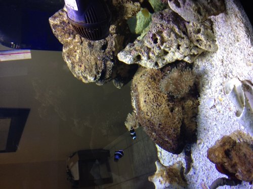 Fish Tank 2.JPG