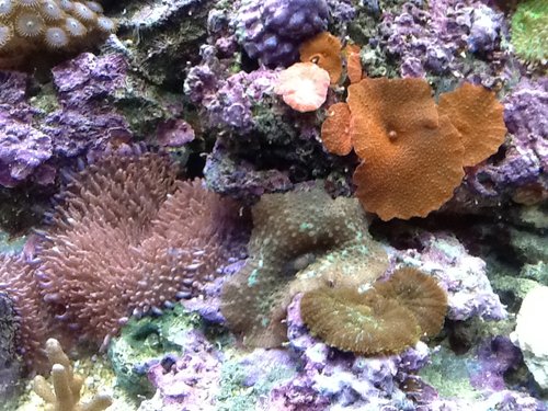 4 different mushrooms.jpg