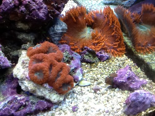Lobophyllia & red, yellow rock anemone.jpg