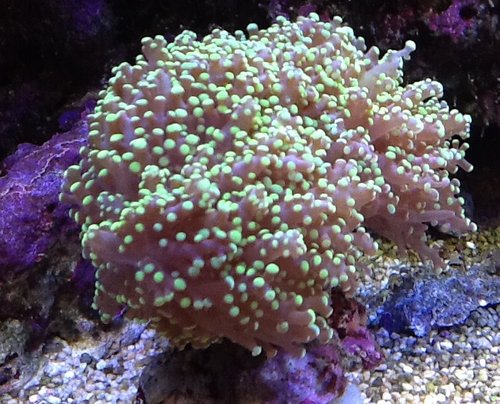Neon green tip frogspawn.jpg