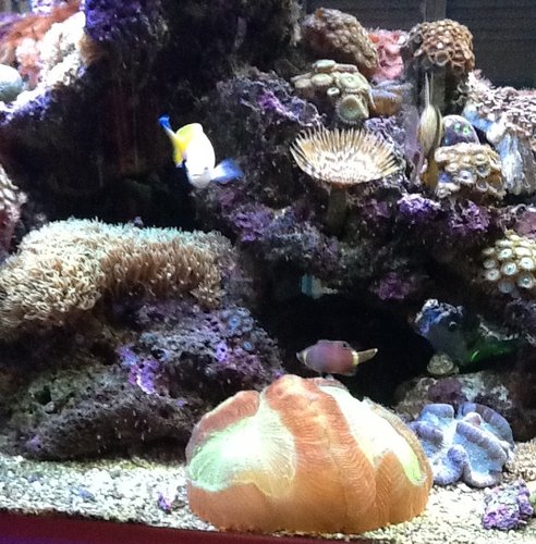 Trachyphyllia  feeding.jpg