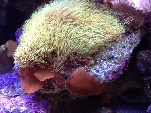 GSP & red mushrooms.jpg