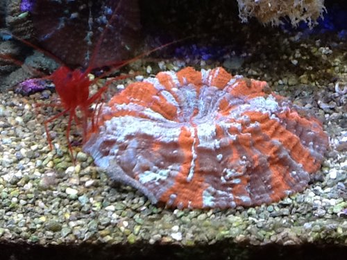 Scolly & peppermint shrimp.jpg