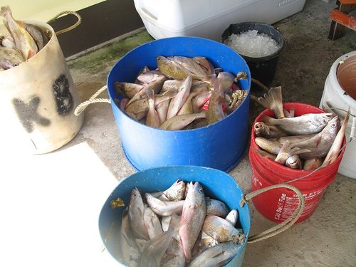 fish5.jpg