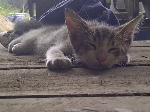 IMG-20120817-00490.jpg