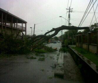 FALLEN TREE in BARATARIA!.jpg