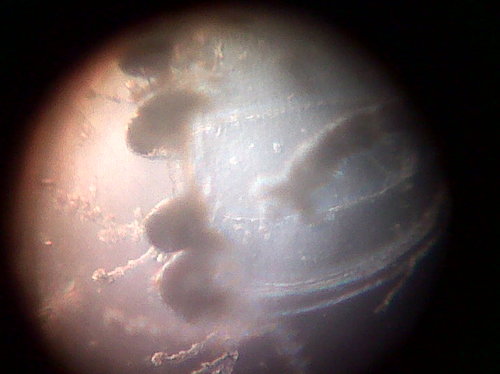 IMG00791-20120831-1212.jpg