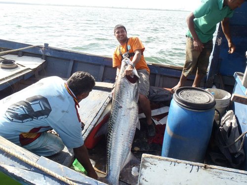 tarpon2.jpg