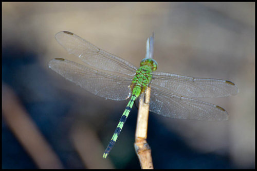 DSC_7487.jpg