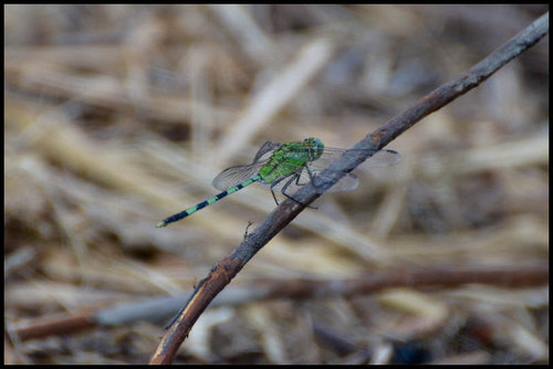 DSC_7489.jpg