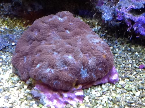 Acan.jpg