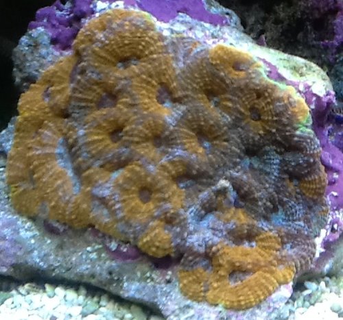 Multi-color Acans.jpg