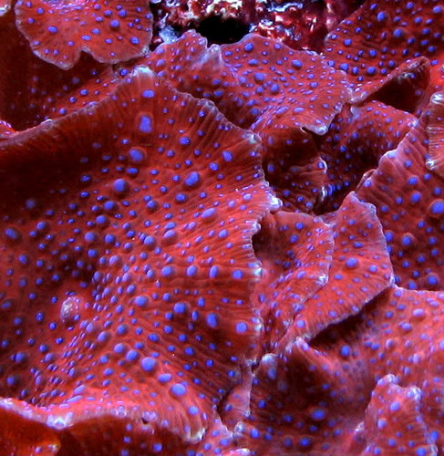 Supermanmushrooms4-29-07[1].jpg