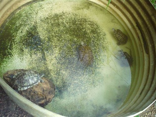 turtles.JPG
