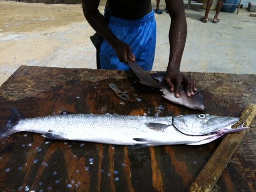 TOBAGO FISH 1.JPG