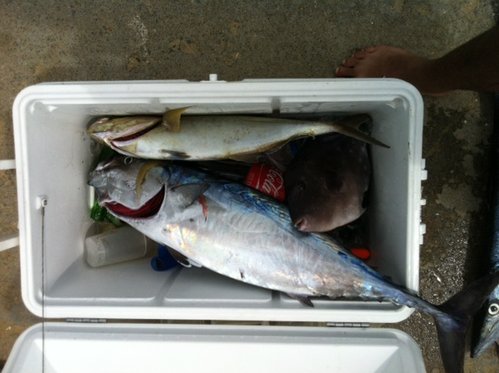 tobago fish.JPG