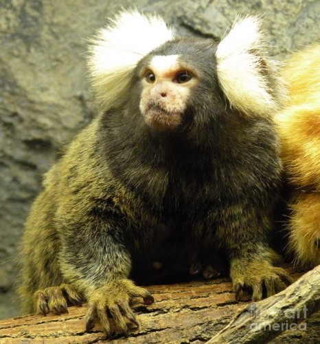 marmoset-super-model-christine-belt.jpg