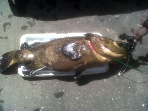 Grouper.jpg
