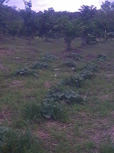 IMG_20130426_171756.jpg