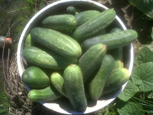 IMG-20120827-01078.jpg
