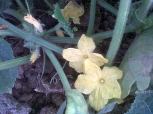IMG-20120617-00683.jpg