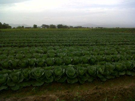 Cabbage.jpg
