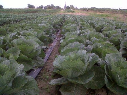 Cabbage1.jpg