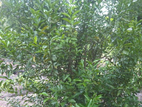 IMG00624-20130527-1624.jpg