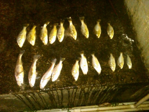 IMG00663-20130706-1917.jpg