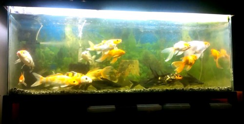 fishes.jpg