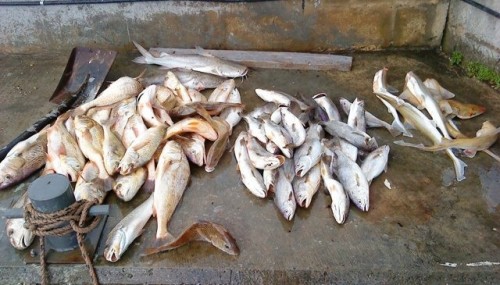 ImageUploadedByTriniTuner1376868550.622012.jpg