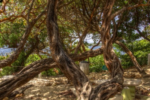 toco lighthouse trees - Copy.jpg