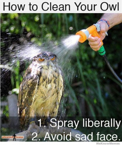 how-to-clean-your-owl.jpg