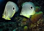 butterfly fish.jpg