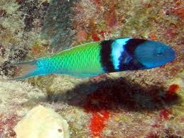 blue head wrasse.jpg