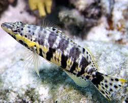 harlequin bass.jpg