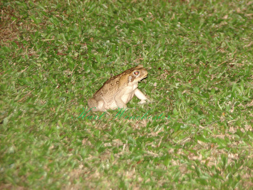 DSC01670 copy.jpg