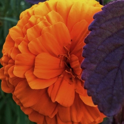 ImageUploadedByTriniTuner1386682012.657763.jpg